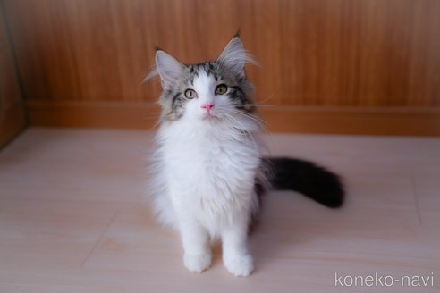 成約済の愛知県のノルウェージャンフォレストキャット-101457の3枚目